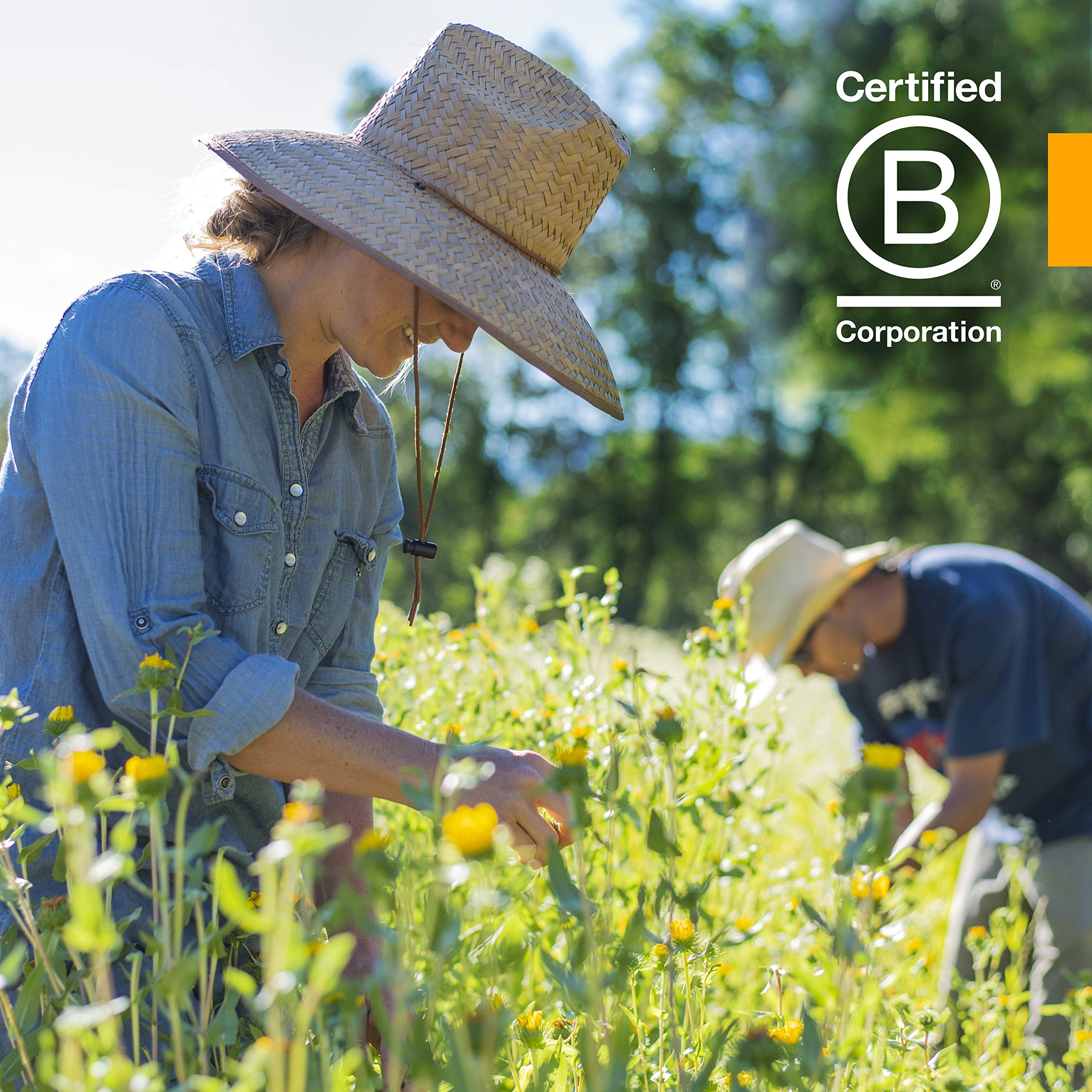 Herb Pharm Certified Organic Super Echinacea Liquid Extract for Active Immune System Support - 1 Ounce (DSUPER01)