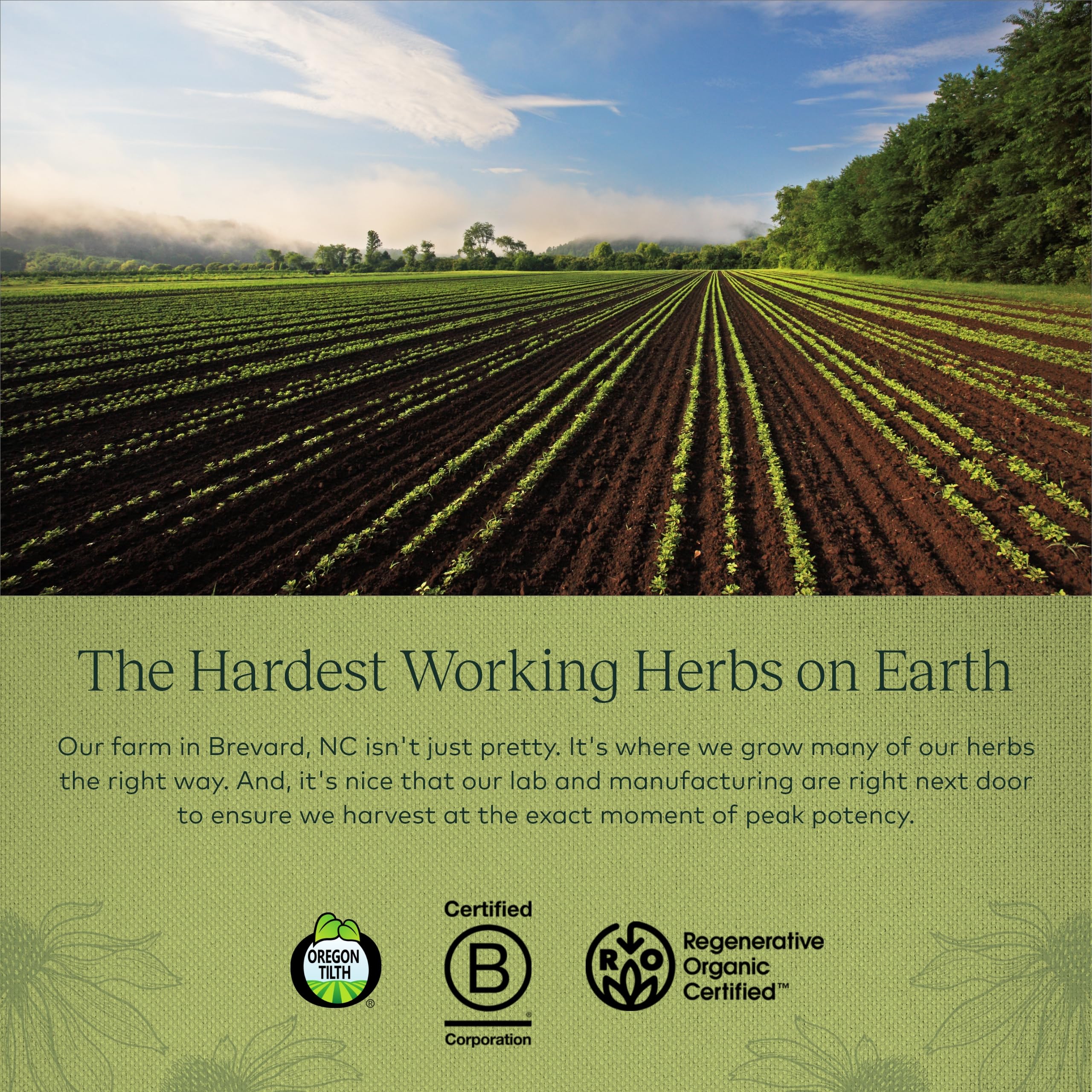 Gaia Herbs Echinacea Supreme - Immune Support Supplement - Echinacea Purpurea and Echinacea Angustifolia Blend to Support Immune System - 60 Vegan Liquid Phyto-Capsules (30-Day Supply)